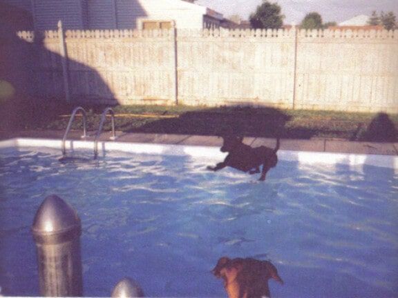  Dogs in a backyard swimming pool