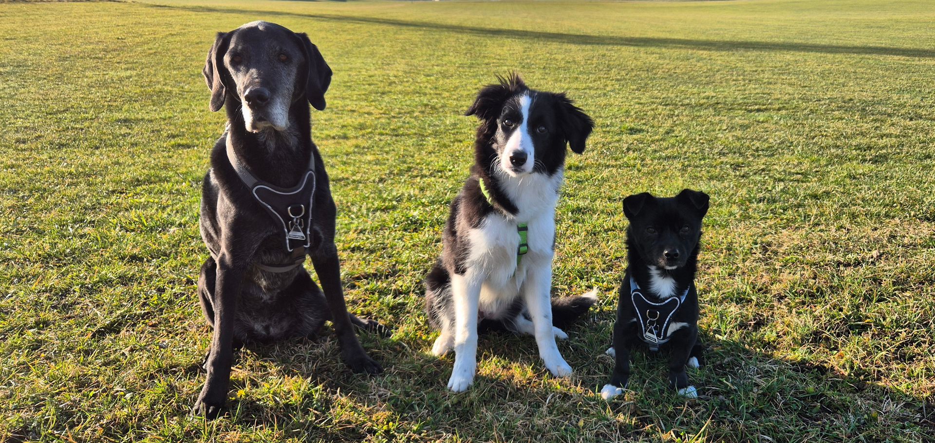 Outdogs Allgäu Hunde Hundeschule Hunde