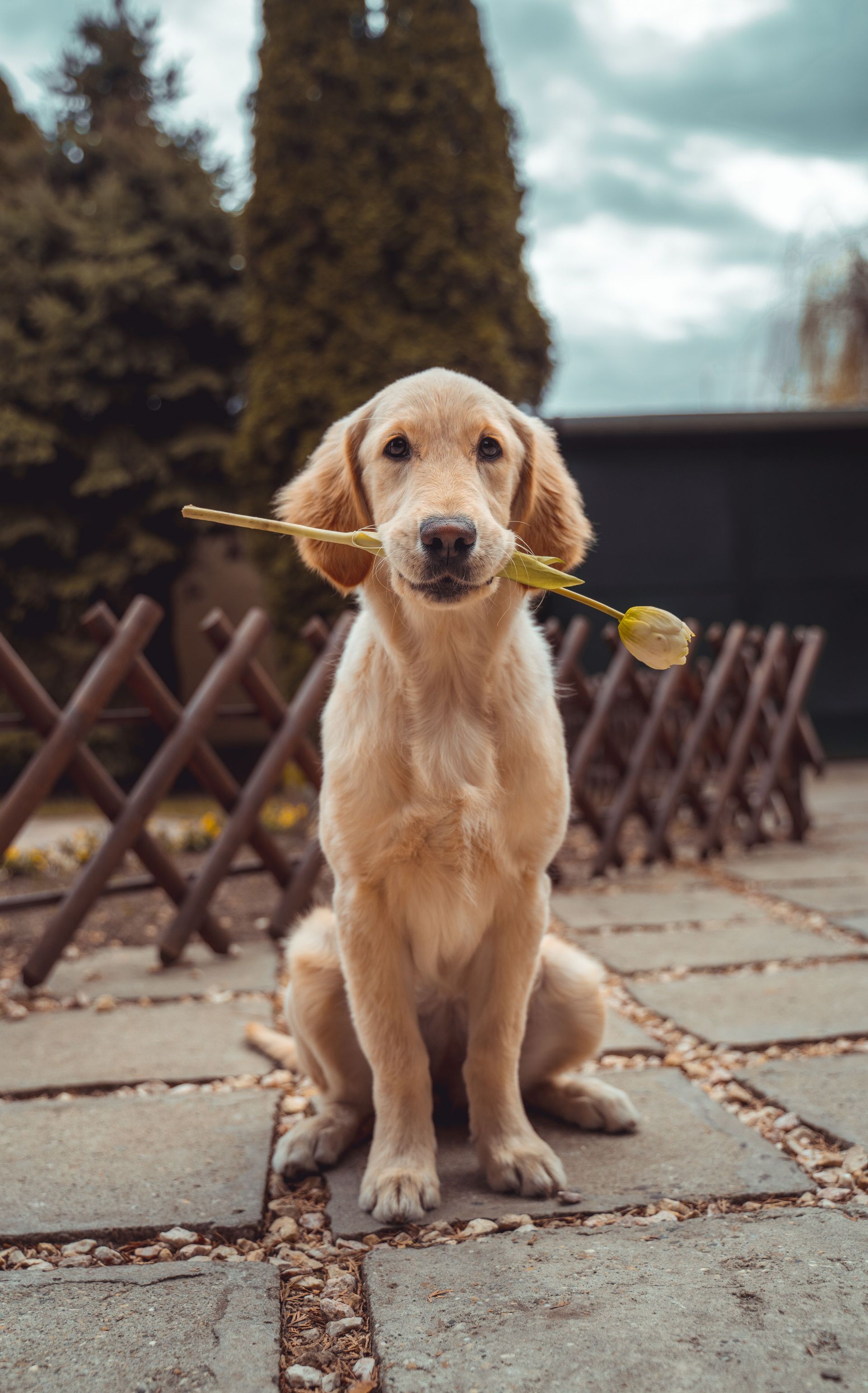 Outdogs Allgäu Hunde Hundeschule Kaufberatung
