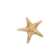 starfish graphic