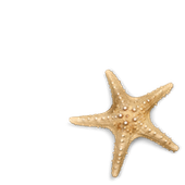 starfish graphic