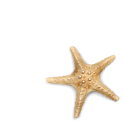 Small beige starfish on a white background
