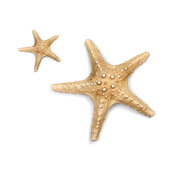 star fish