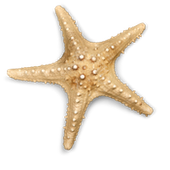 starfish