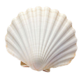 seashell graphic