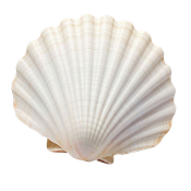White seashell with a scalloped fan shape on a plain background