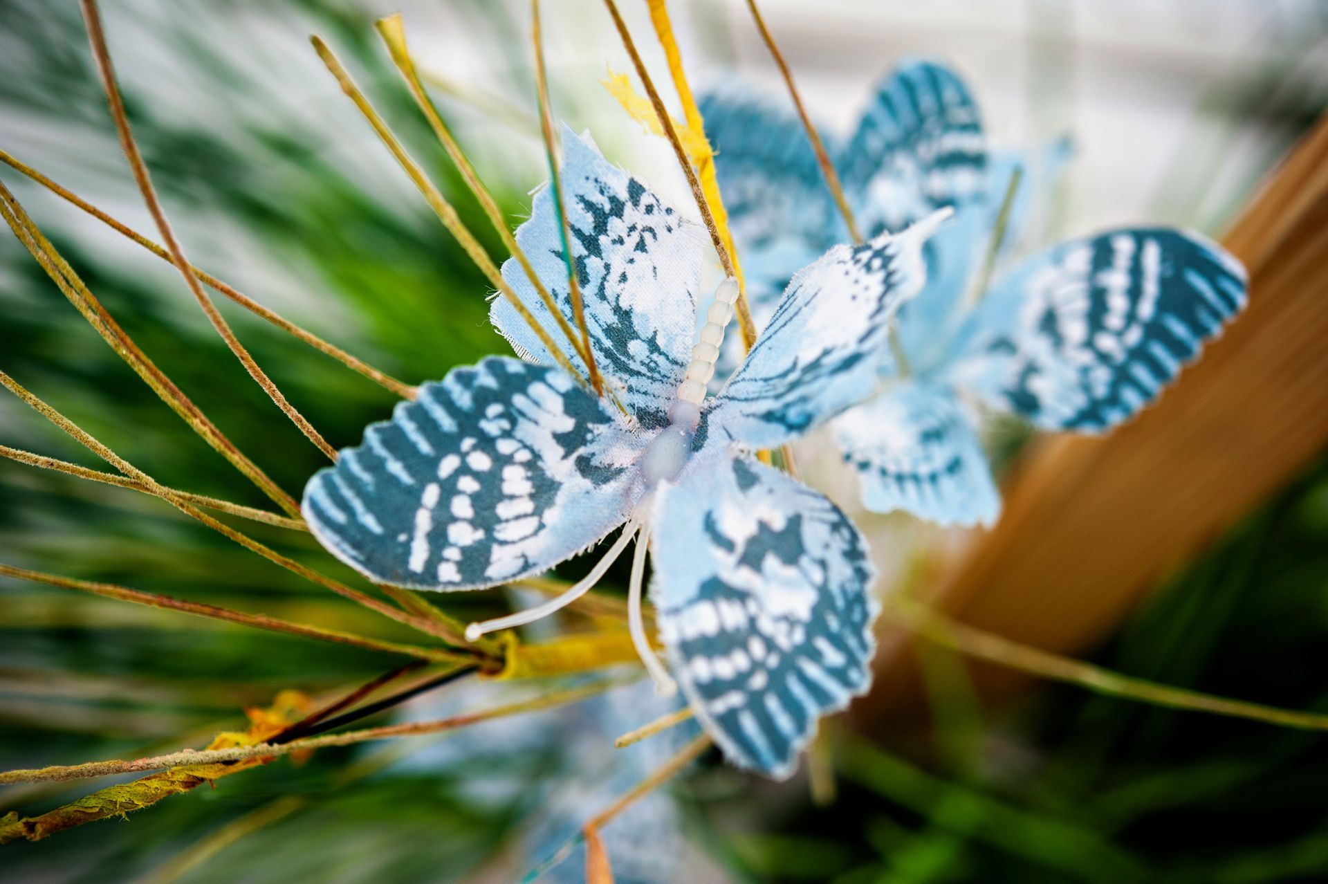 Close-up of a blue and white flower among green blades of grass