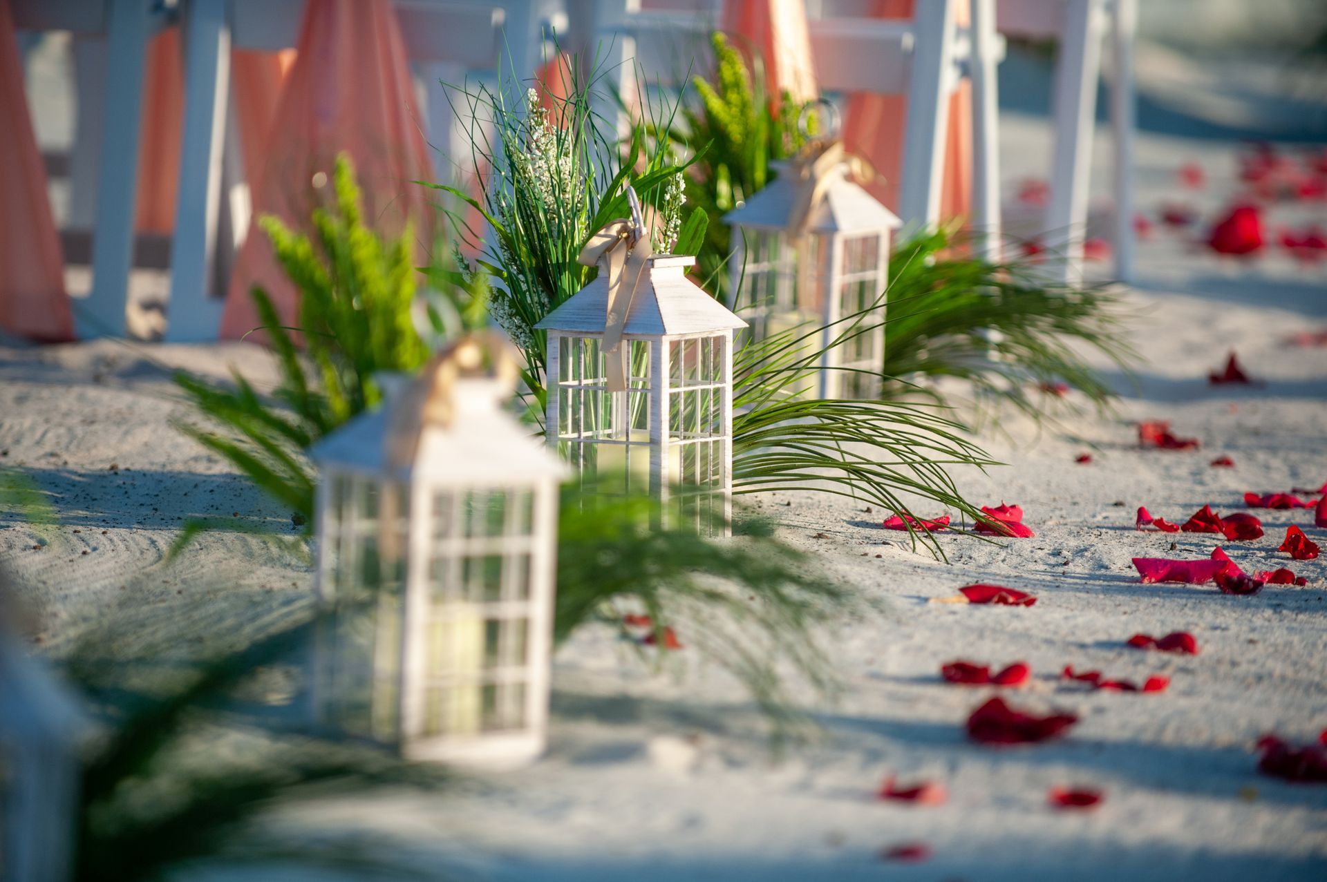 White lanterns and green foliage on a sandy path scattered with red petals