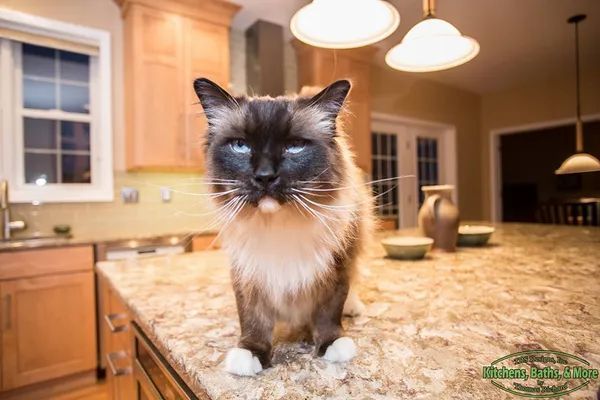 A siamese cat is sitting on a kitchen counter.