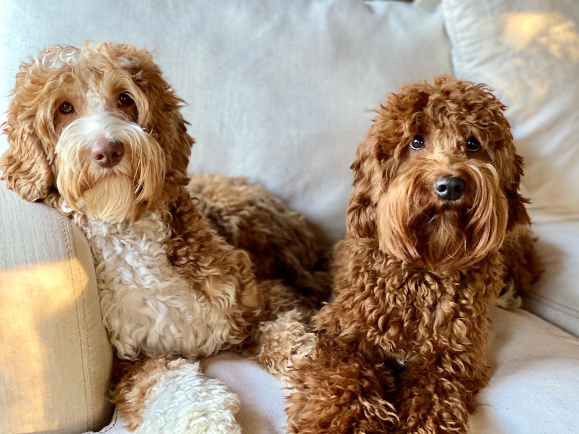 Australian Labradoodles
