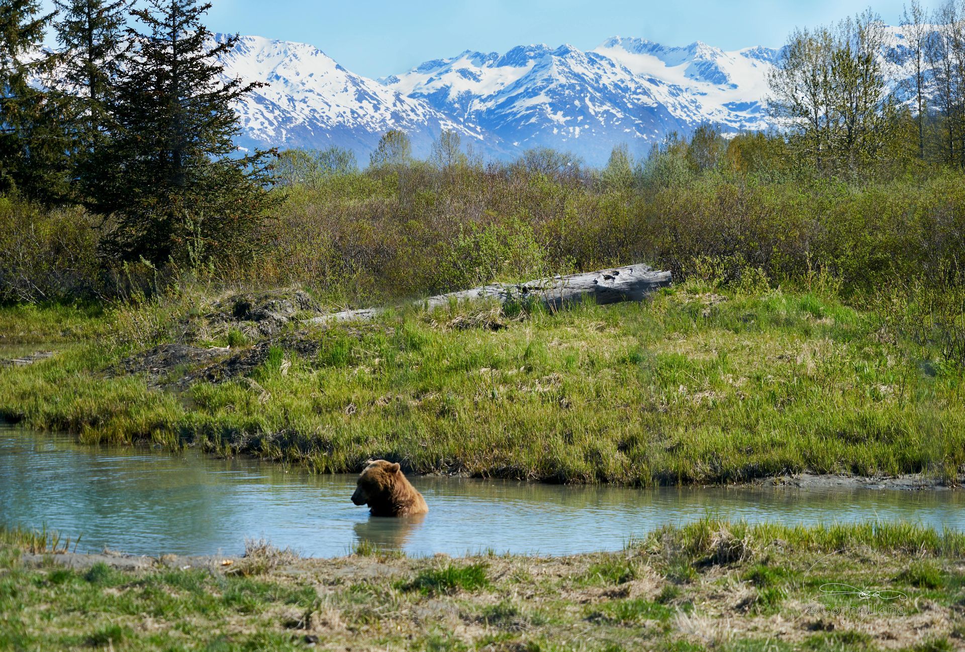 Brown bear wading in a stream, with mountains and lush greenery in the background.