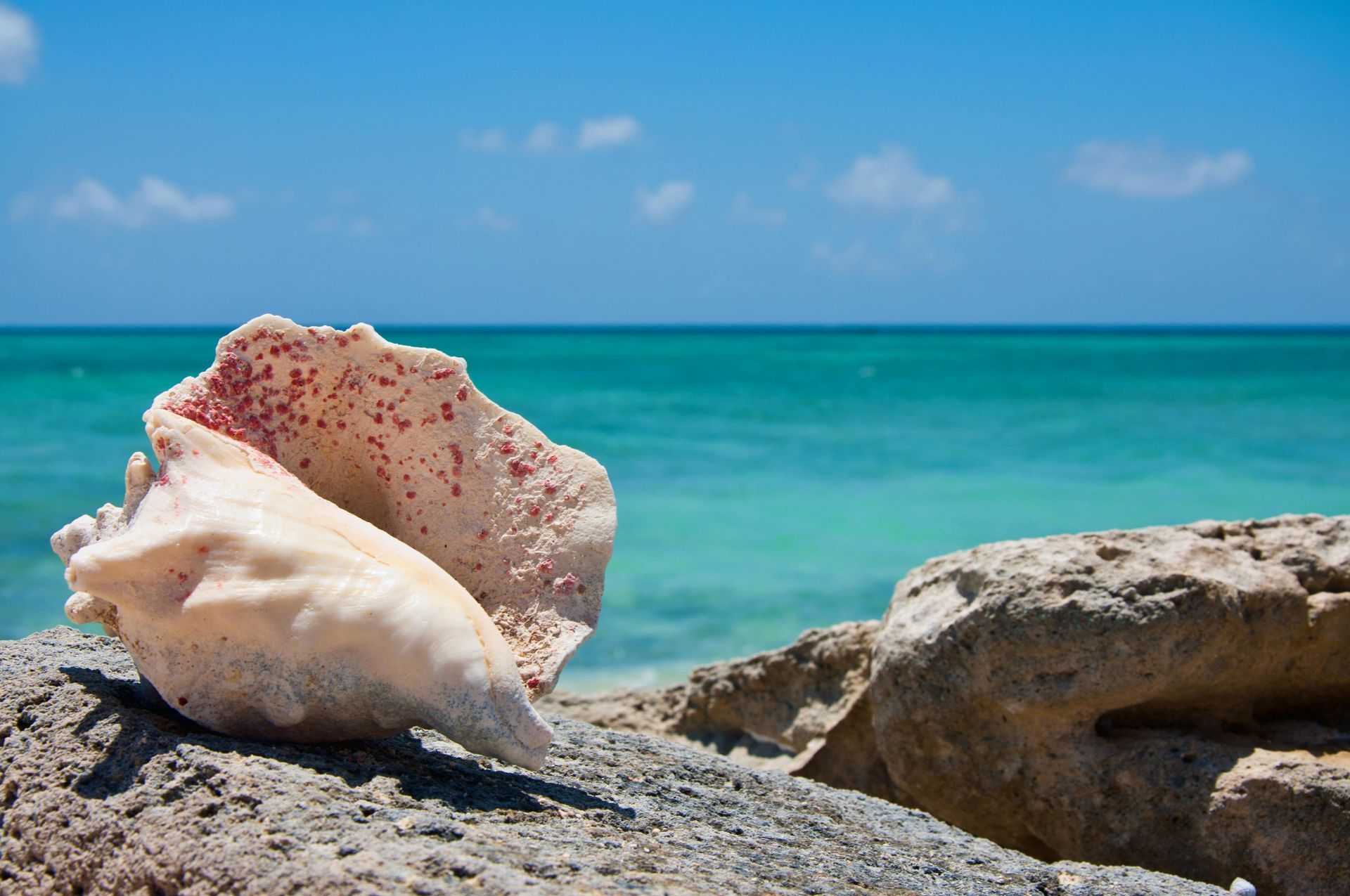 Large seashell on a sandy rock, turquoise ocean, and blue sky.
