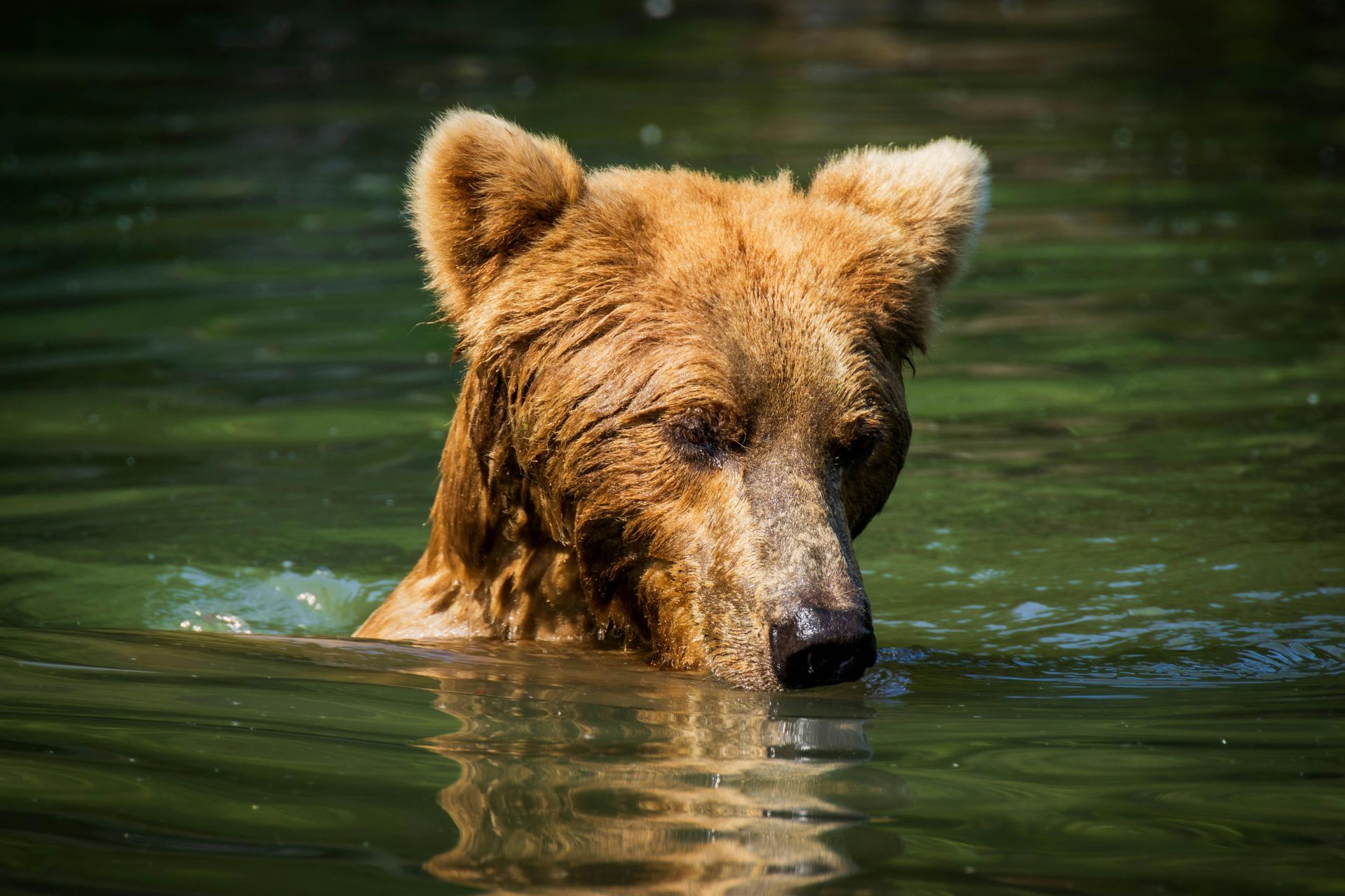 Brown bear swimming in murky green water, face partially submerged, looking forward.