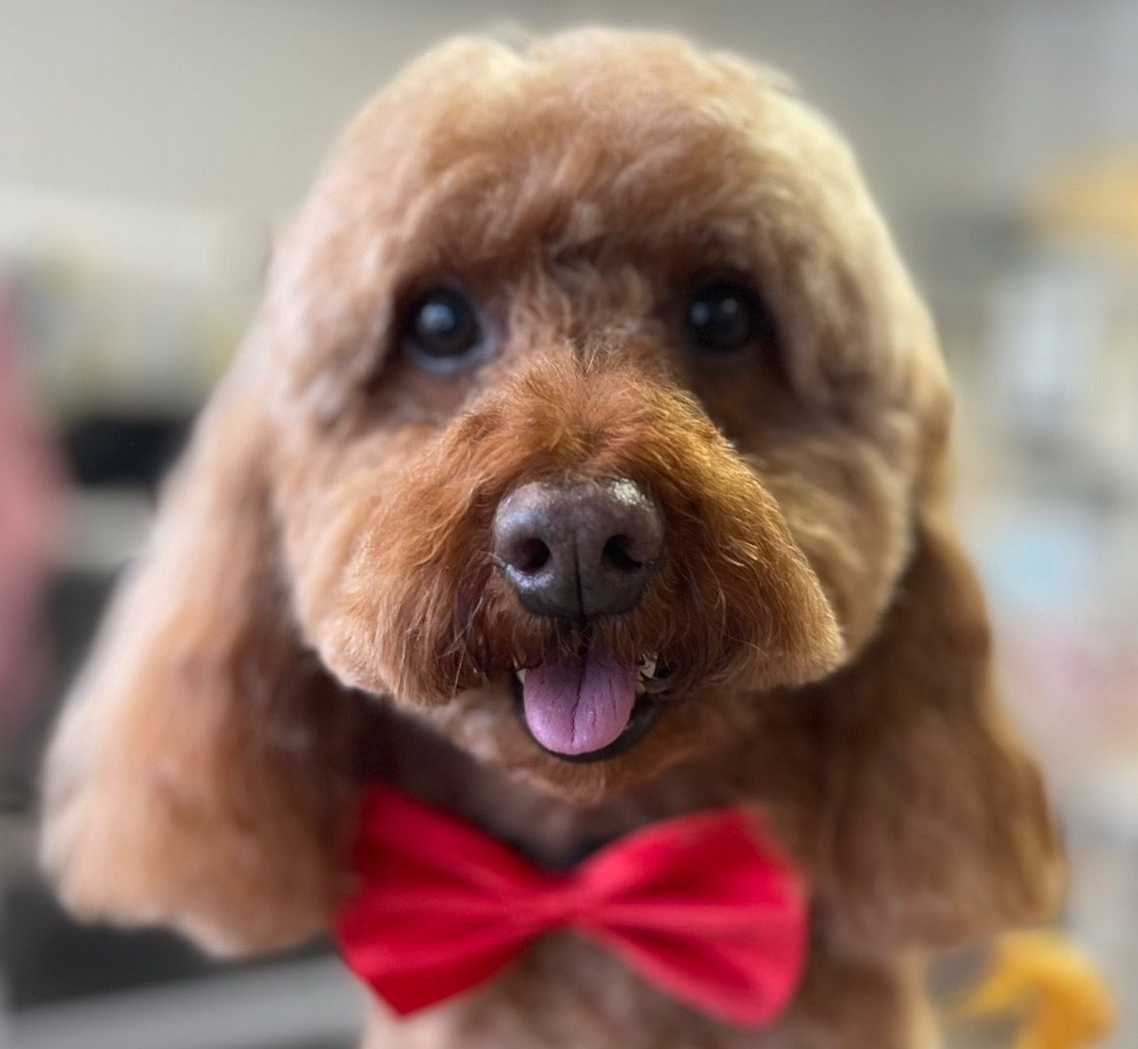 Brown poodle with red bow tie, smiling with tongue out.