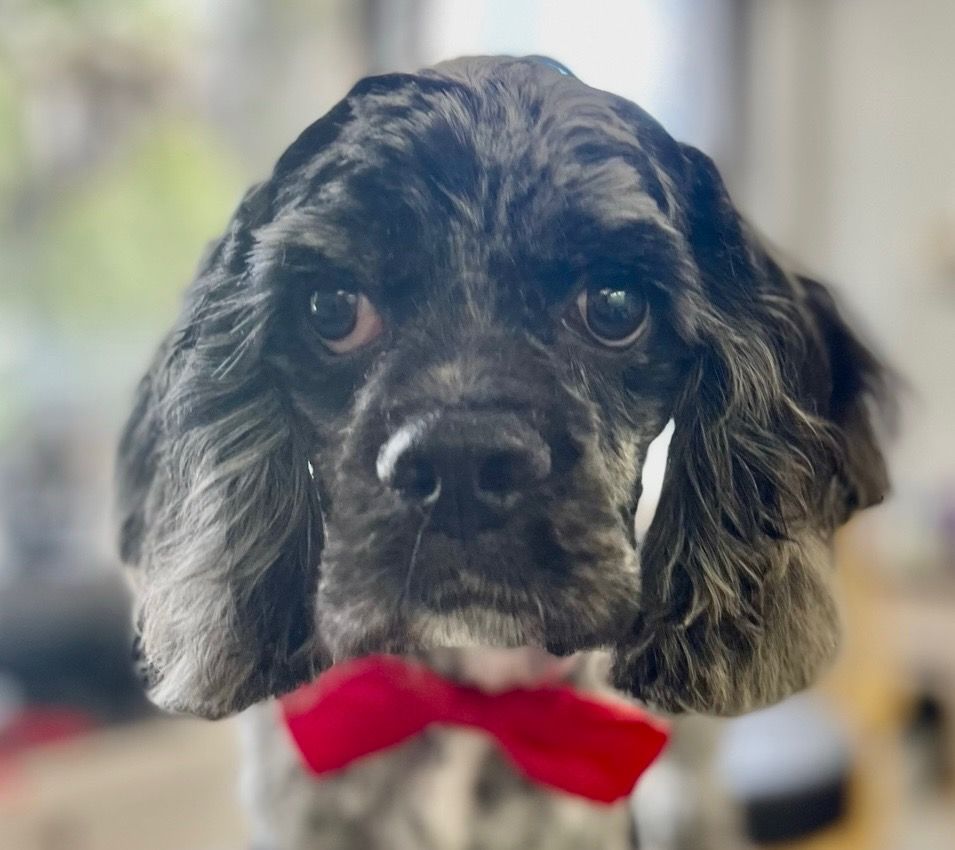 Black and silver Cocker Spaniel wearing a red bow tie, gazing intently at the camera.