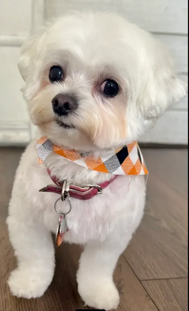 Small tan and white dog with big eyes wearing a red bow tie.