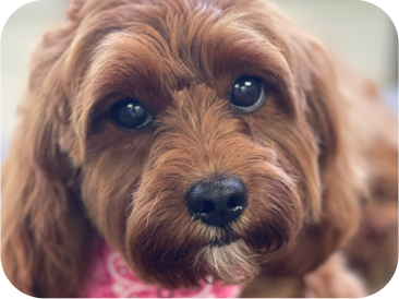 Close-up of a brown Cockapoo dog with big, dark eyes looking directly at the viewer.