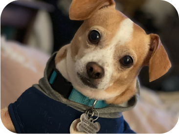 Chihuahua with light brown and white fur, wearing a blue hooded sweatshirt and collar, looking at the camera.