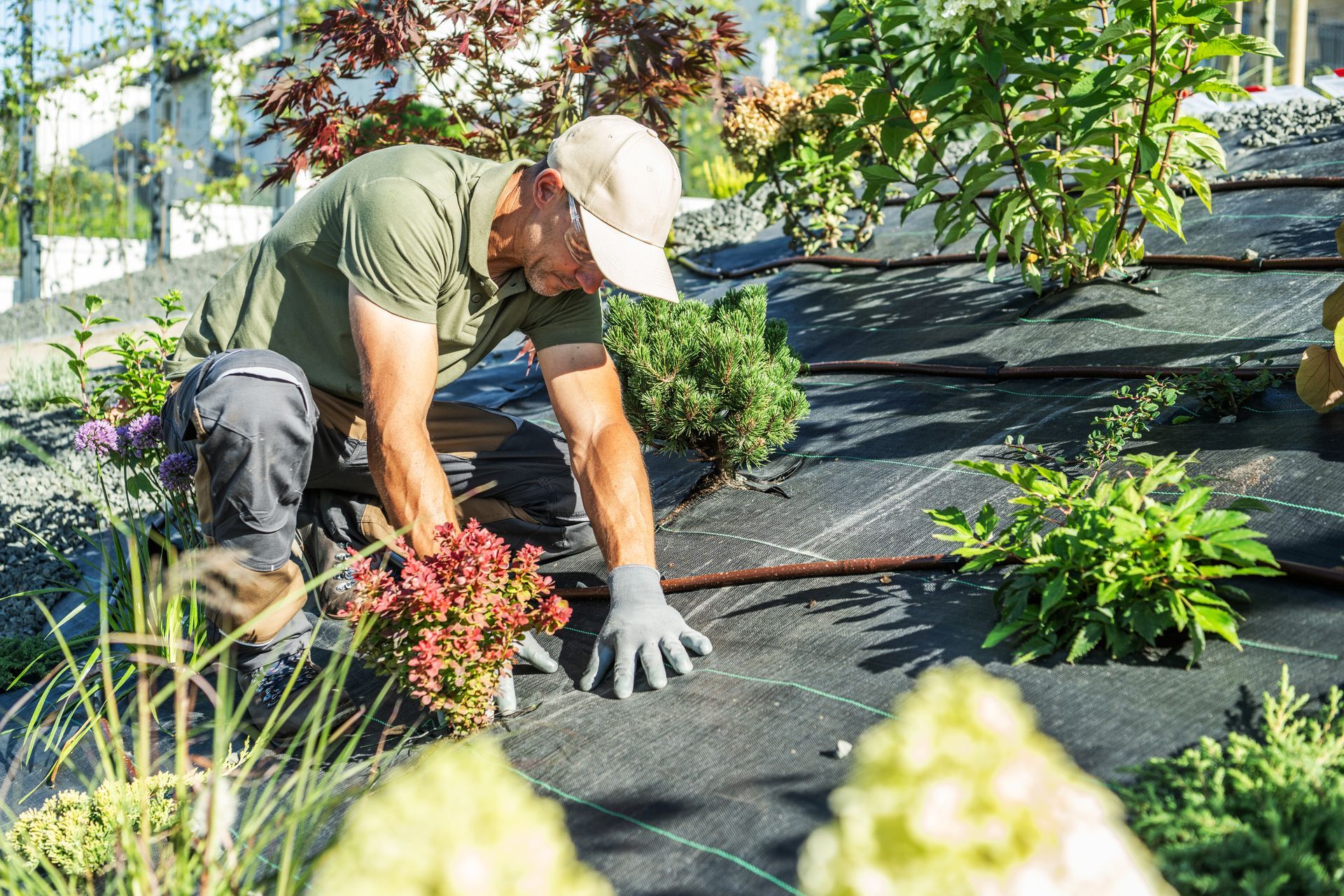 Gardener kneeling in a garden, planting shrubs beside black landscape fabric on a sunny day
