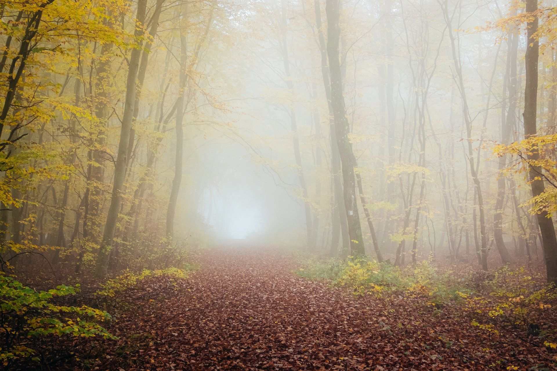 Path through autumn forest with fog. Brown leaves on ground, yellow and brown trees, misty atmosphere.