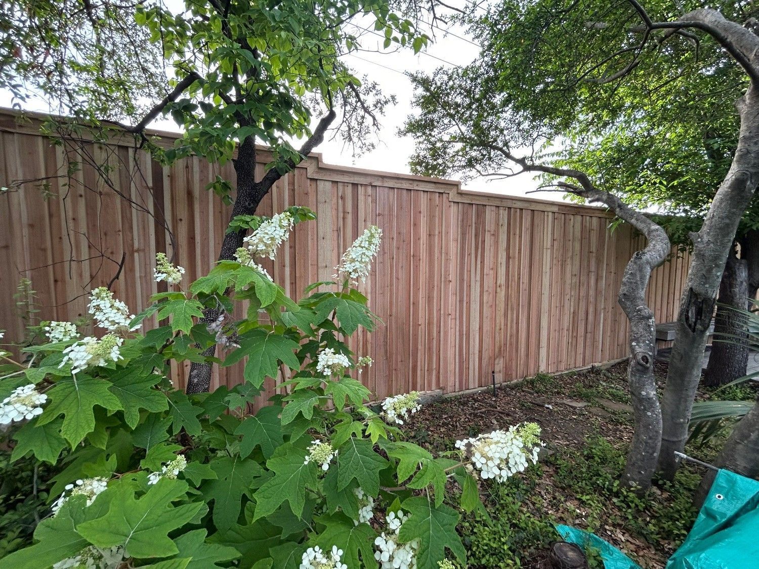 Backyard garden with leafy plants, a wooden fence, and a tree canopy overhead