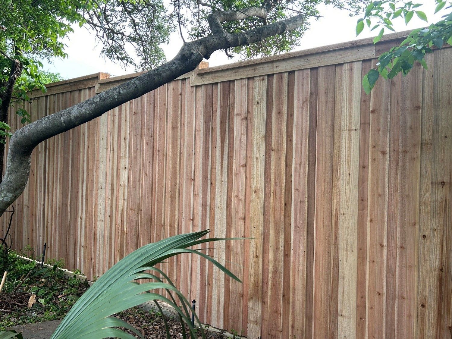 Wooden privacy fence beside a tree branch and green leaves in a garden