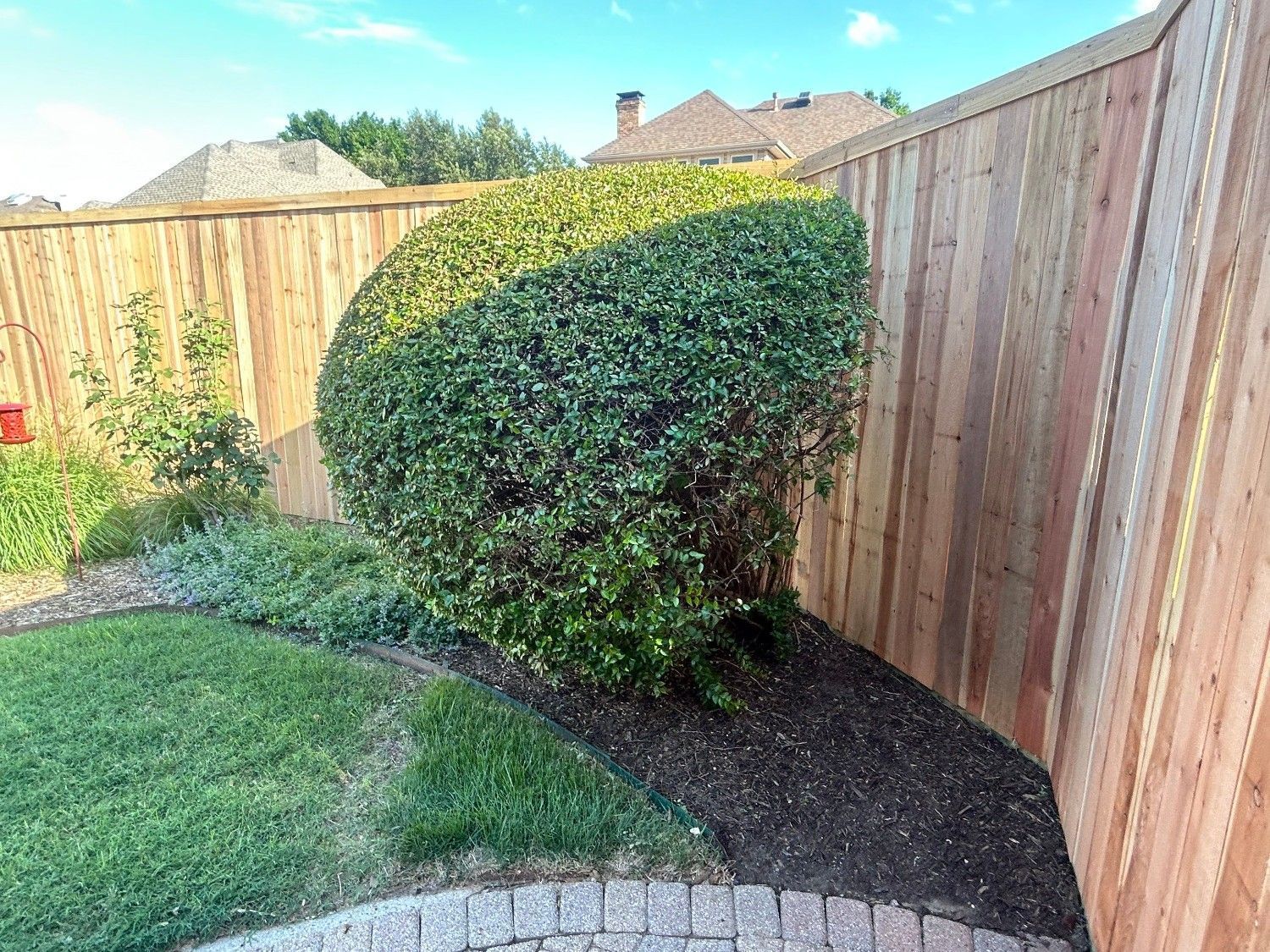 Neatly trimmed hedge beside a wooden fence, with grass and mulch in a backyard