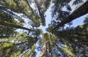Looking up at the trees in a forest