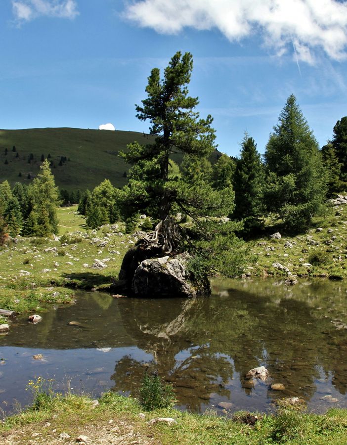 A lone pine tree grows from a rock beside a calm mountain pond under a blue sky.