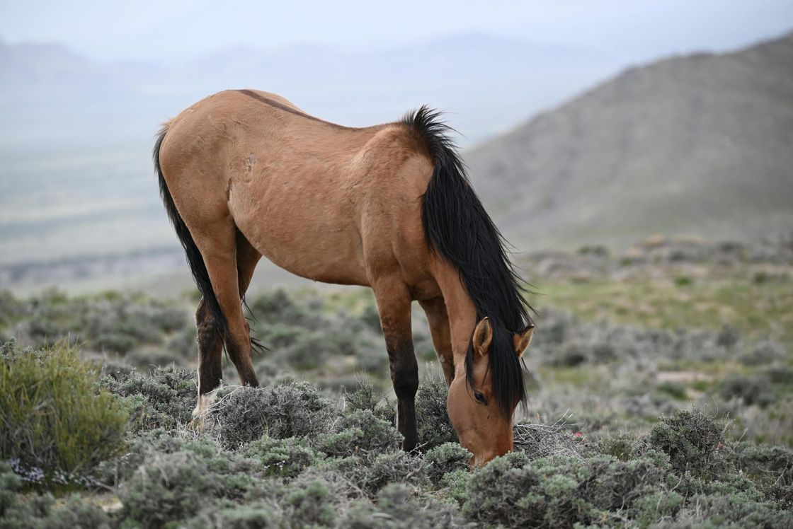 Brown horse grazing in a rocky field with mountains in the background
