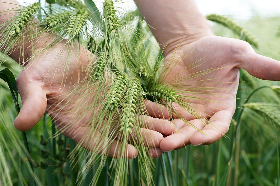 Out on the farm in the wheat field. Two hands holding up wheat.