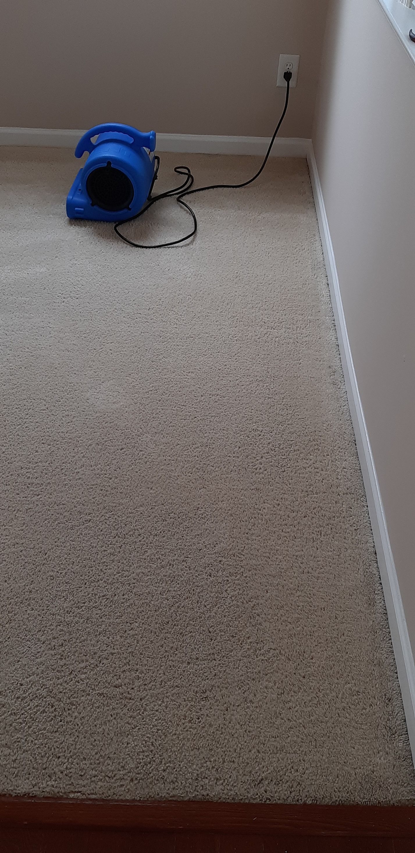 A blue vacuum cleaner is sitting on top of a carpet in a room.