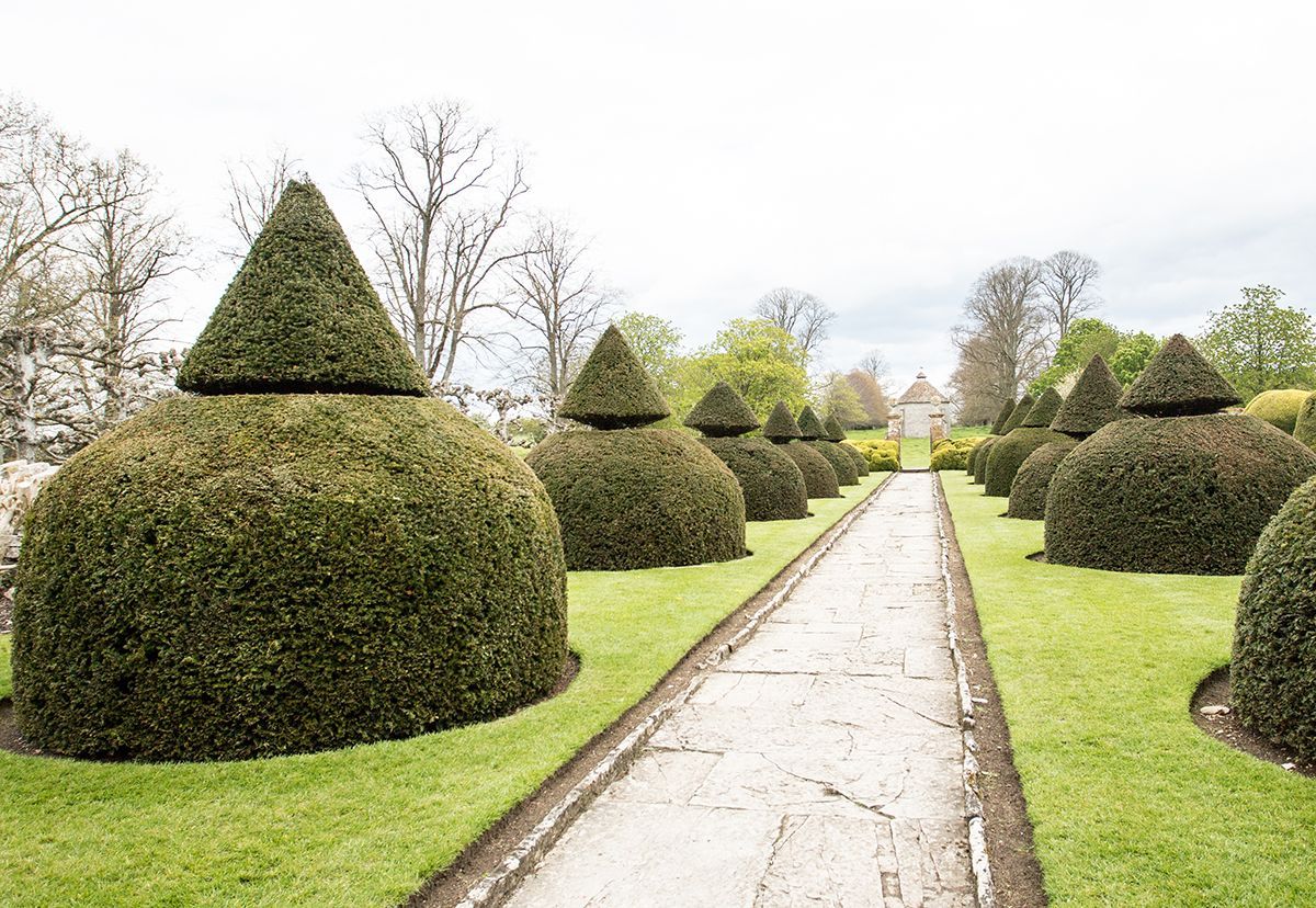 A row of hedges shaped like cones are lined up along a path in a garden.
