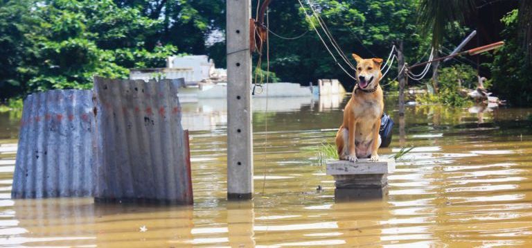 Iberville Parish Pet Safety