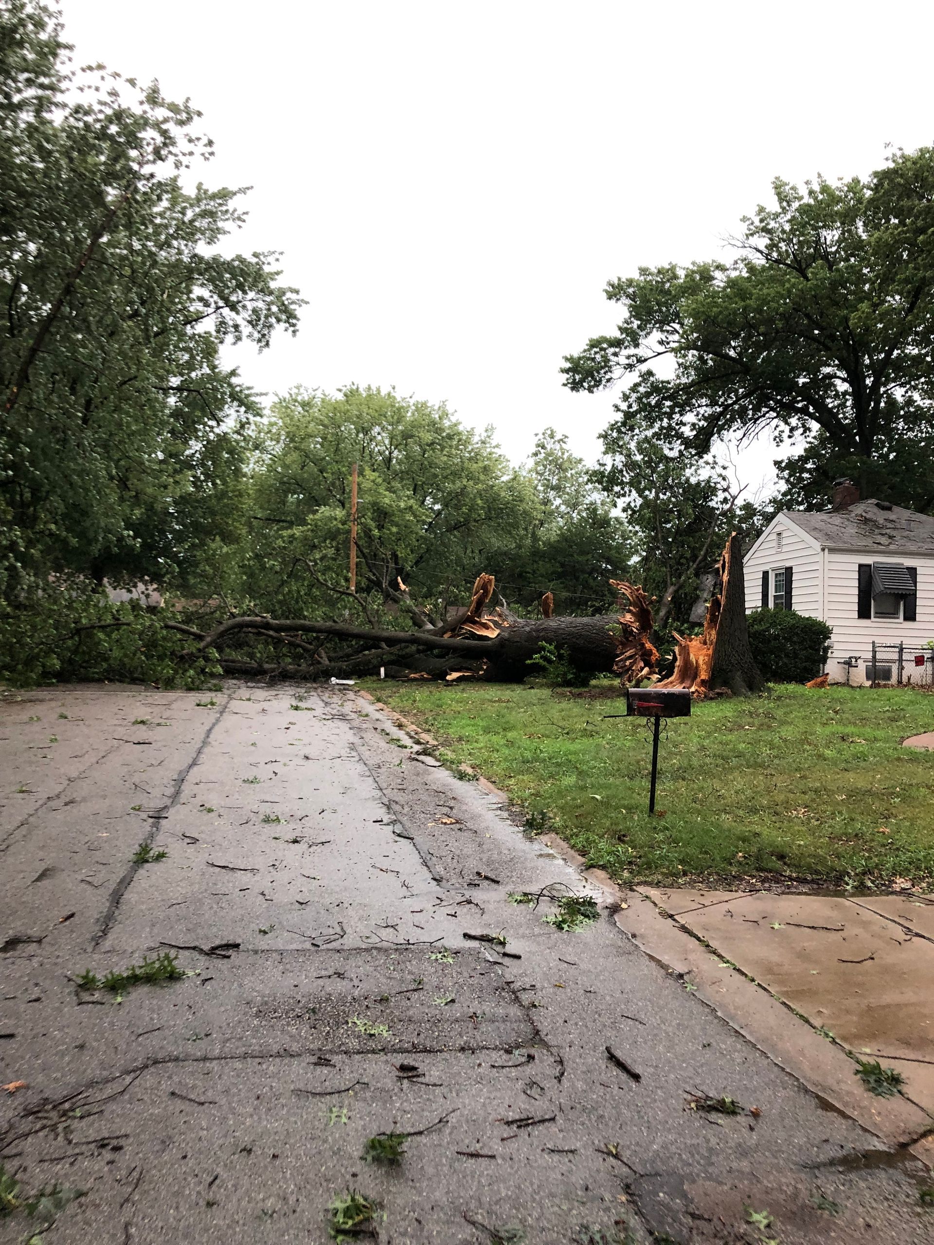 During Removing Trees | St. Louis, MO | Maxima's Tree Service