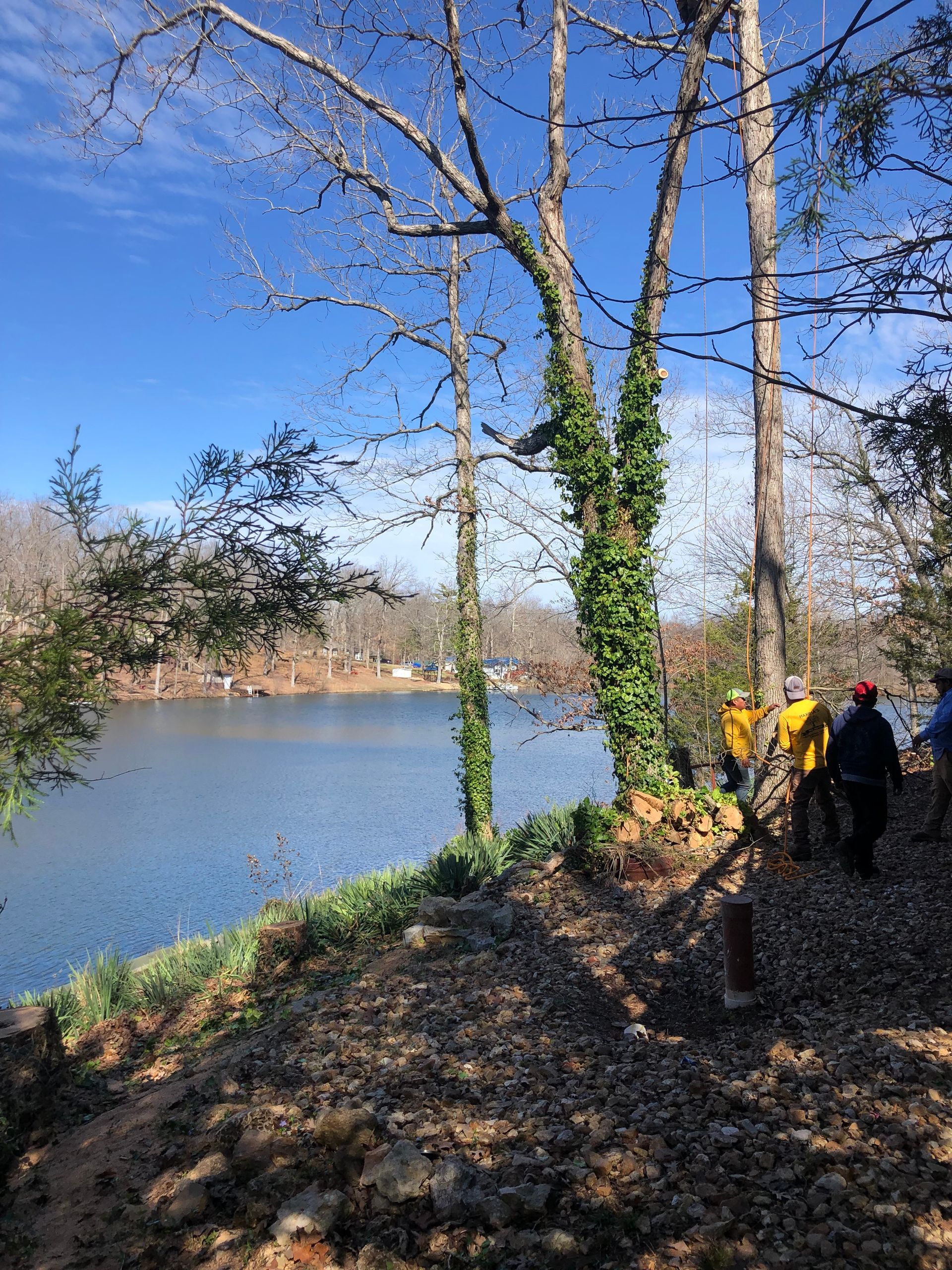 The Crew Preparing Removing the Tree | St. Louis, MO | Maxima's Tree Service