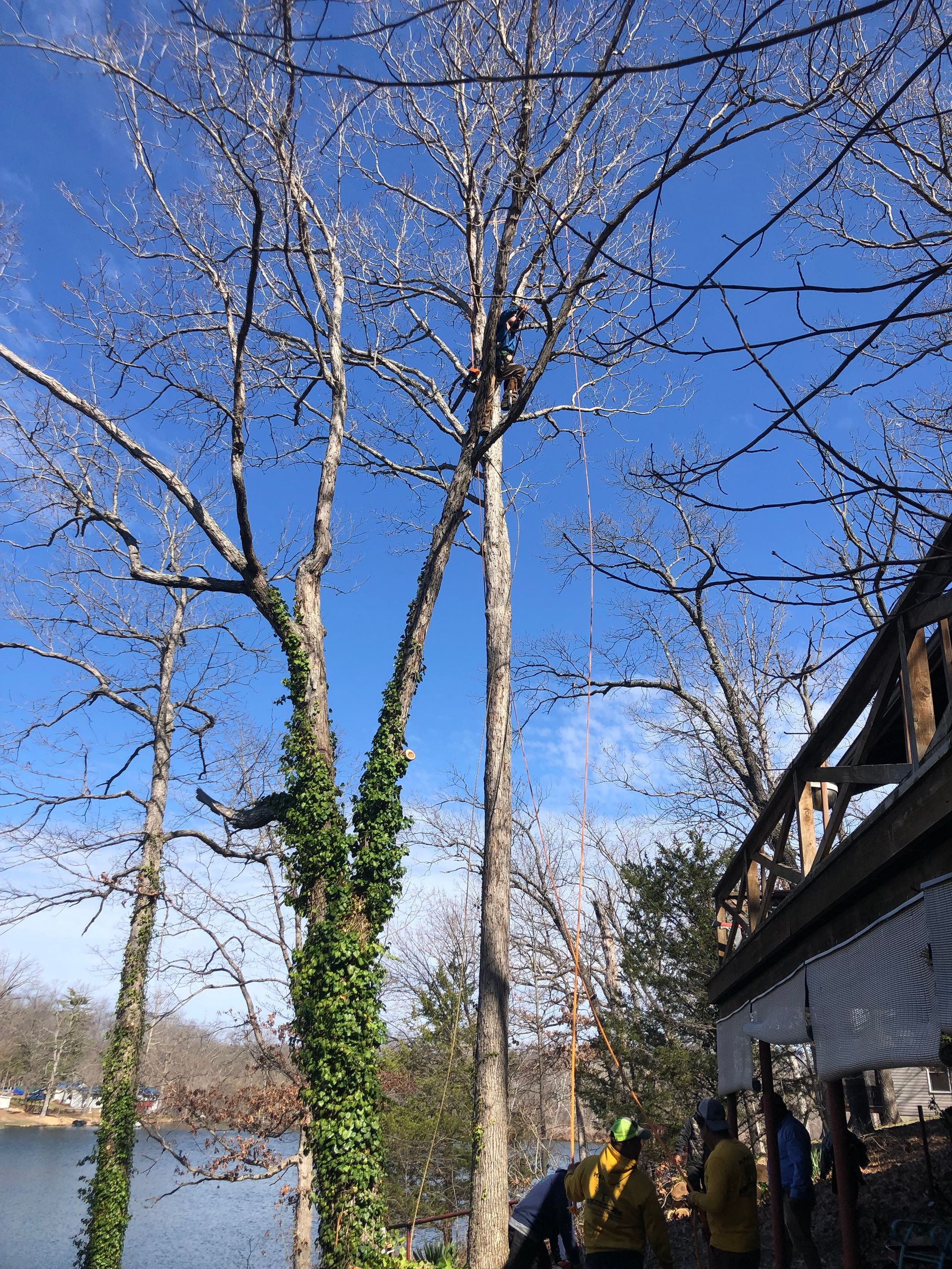 Removing Old Tree | St. Louis, MO | Maxima's Tree Service