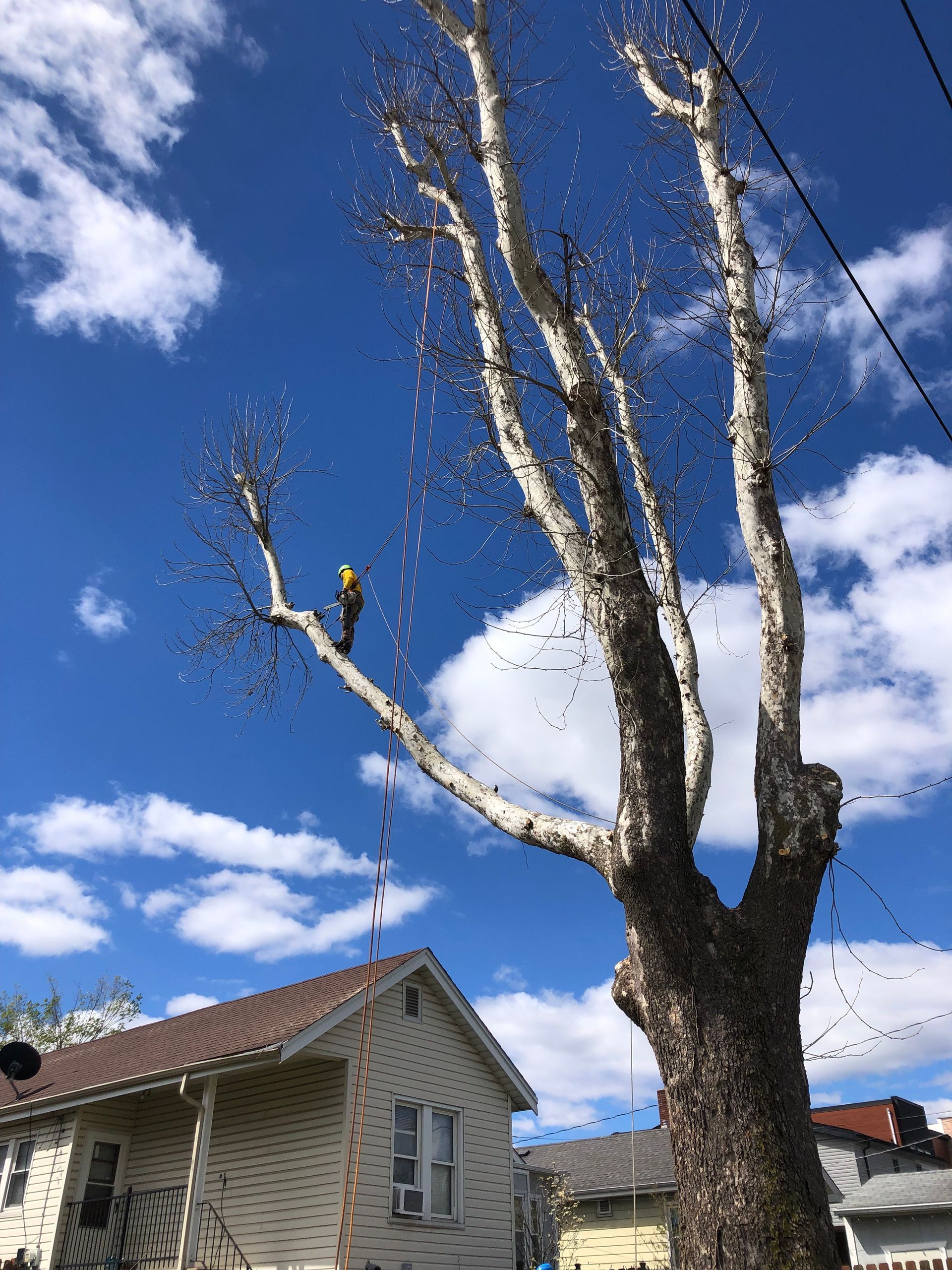 Man is Climbing a for Tree Trimming | St. Louis, MO | Maxima's Tree Service