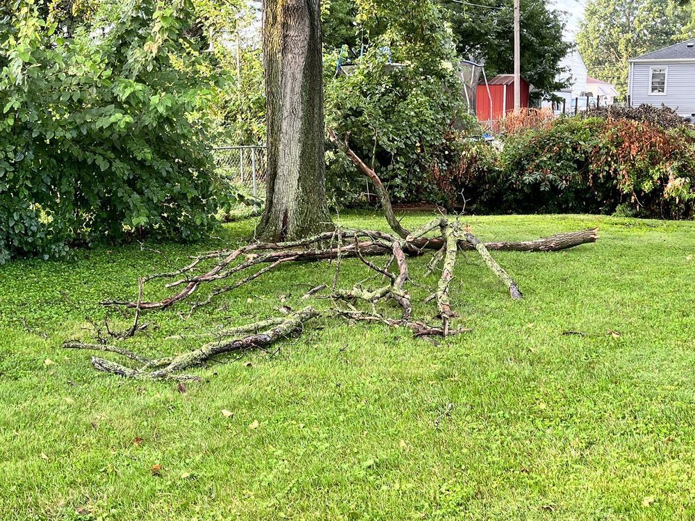 Fallen Tree Branch — St. Louis, MO — Maxima's Tree Service LLC