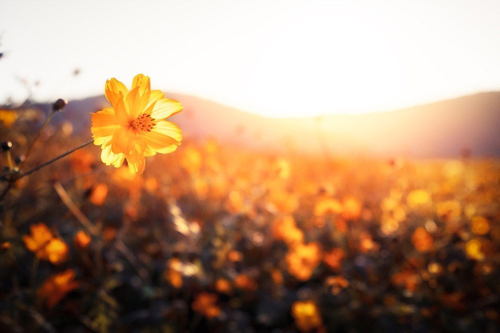 Yellow cosmos flowers in a field, backlit by the sun, with a mountain range in the distance.