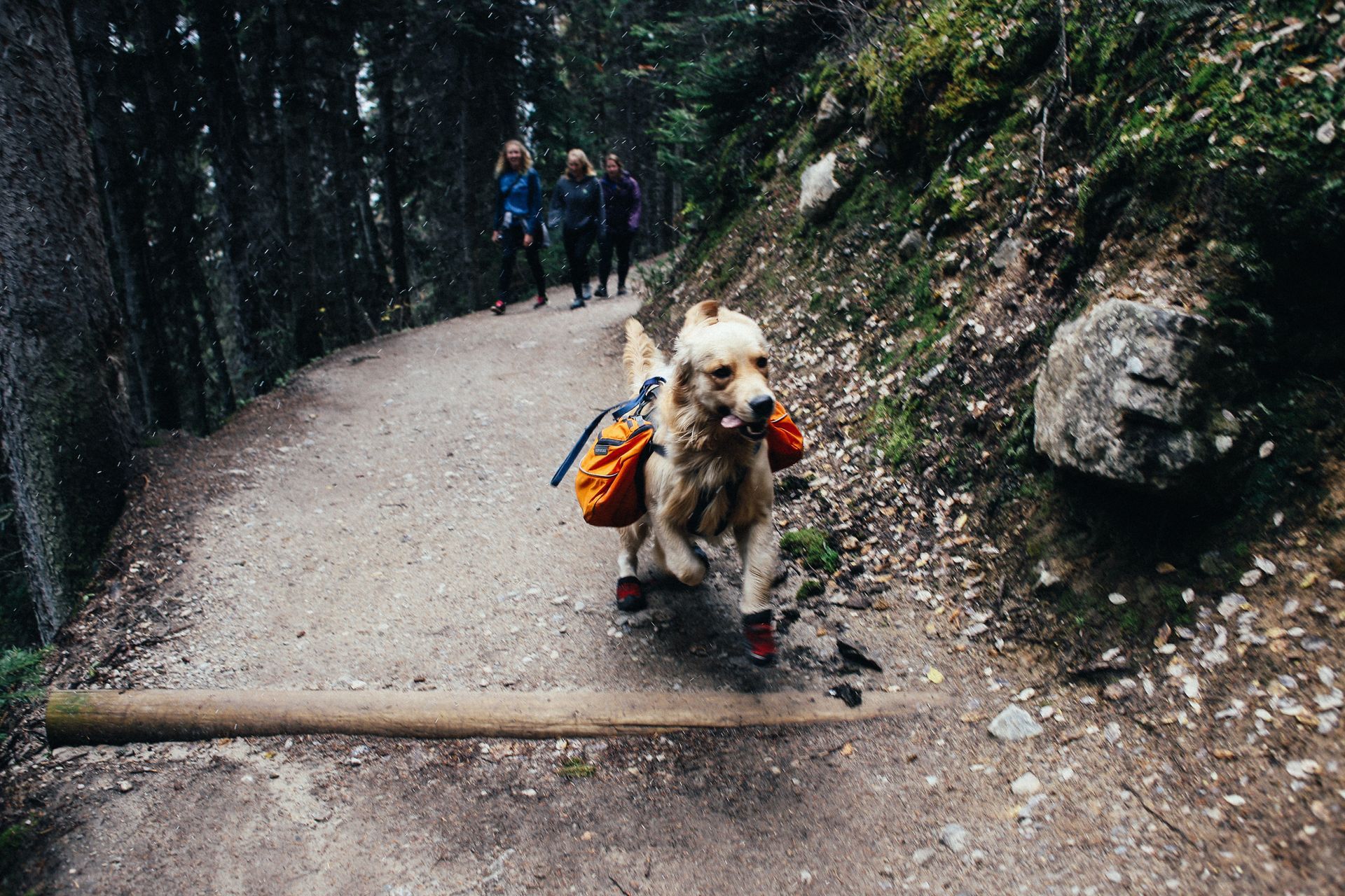 Dog in a backpack climbing a forest trail over a log, with hikers behind.