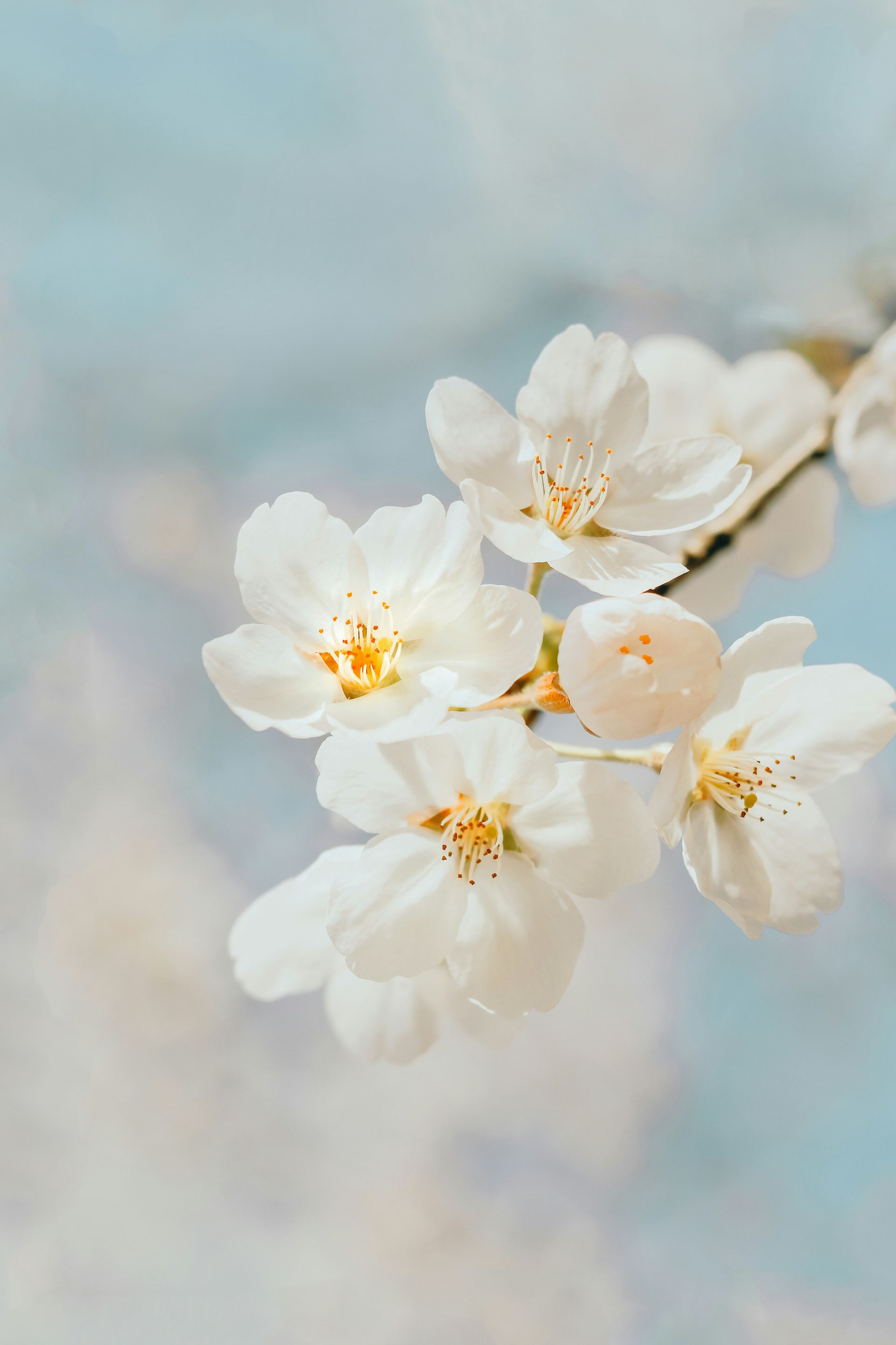 White cherry blossoms on a soft pastel background