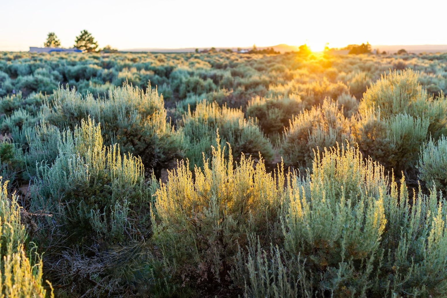 Sunlit field of green shrubs at sunrise, with golden light over a distant horizon