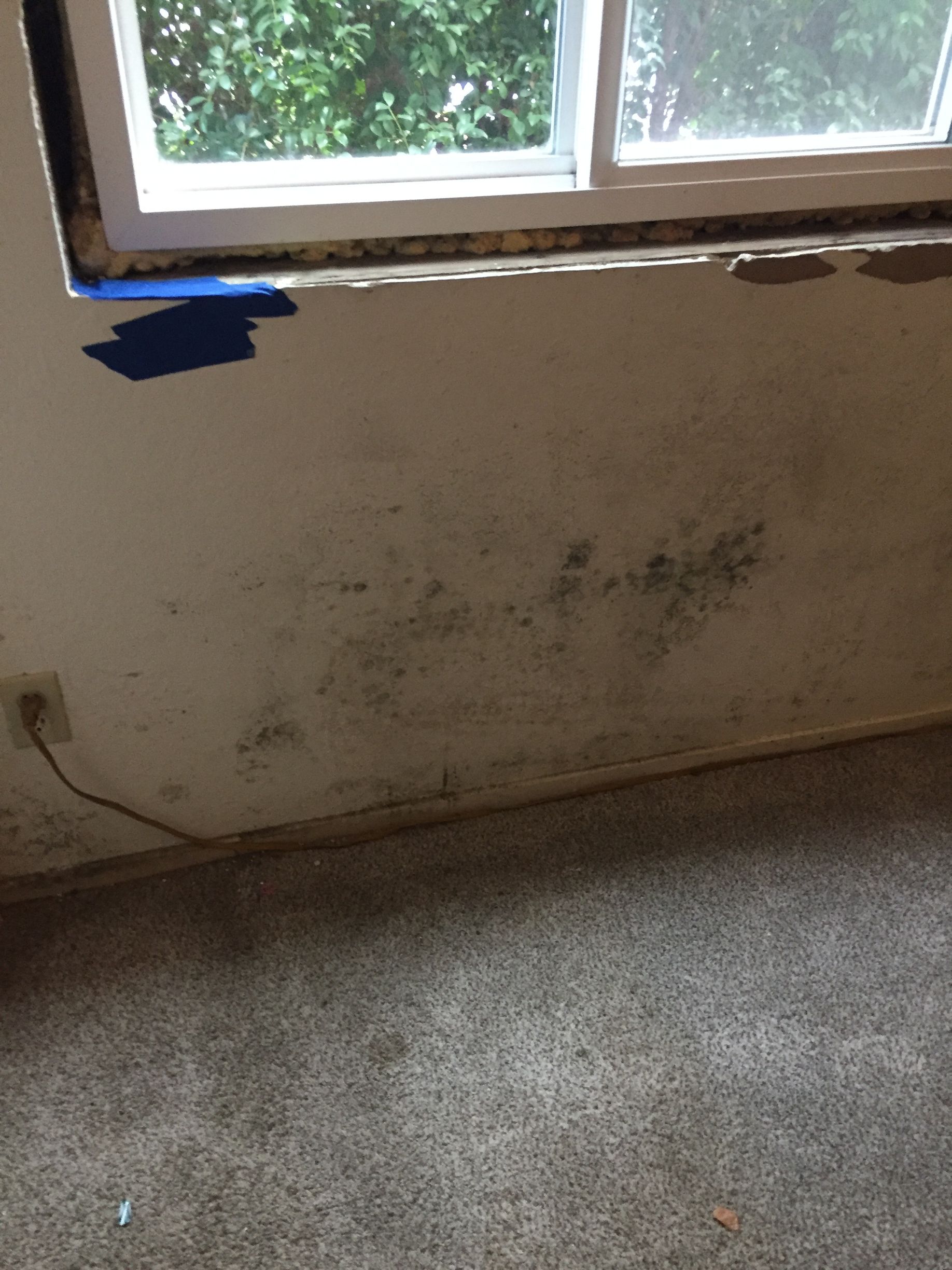 Mold growth on a wall below a window. Blue tape is visible. Brown carpet.