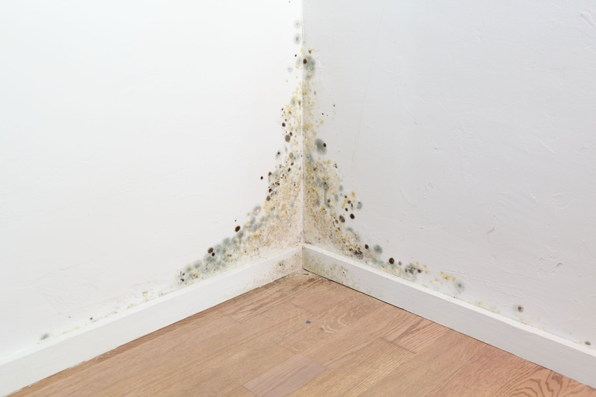 Mold growth on the corner of a white wall, above a wooden floor. Dark discoloration.