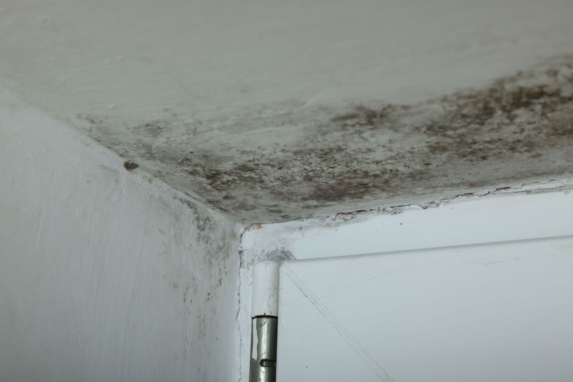 Mold growth on white ceiling and wall in corner.