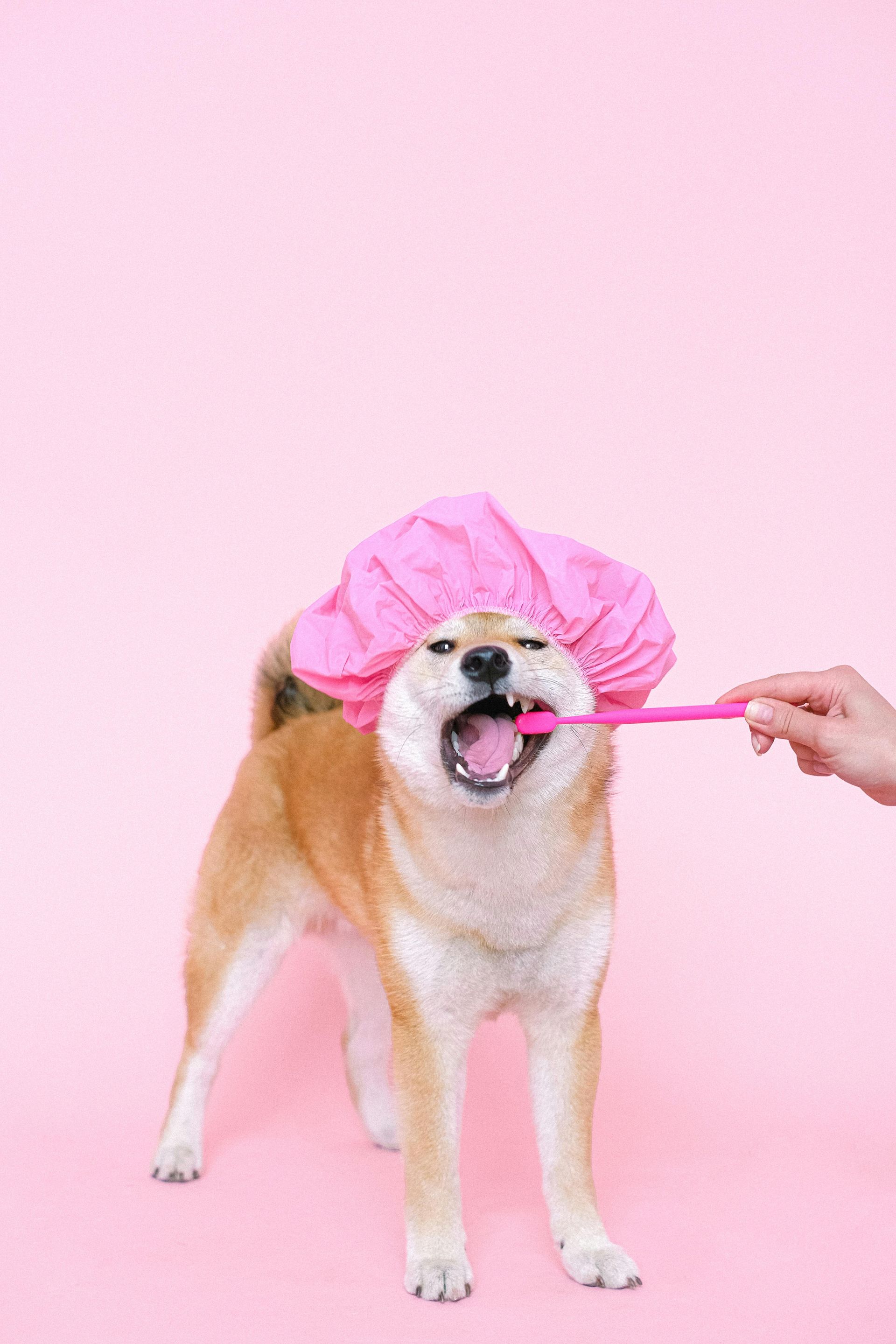 Shiba Inu wearing a pink shower cap, mouth open for teeth brushing on a pink background.
