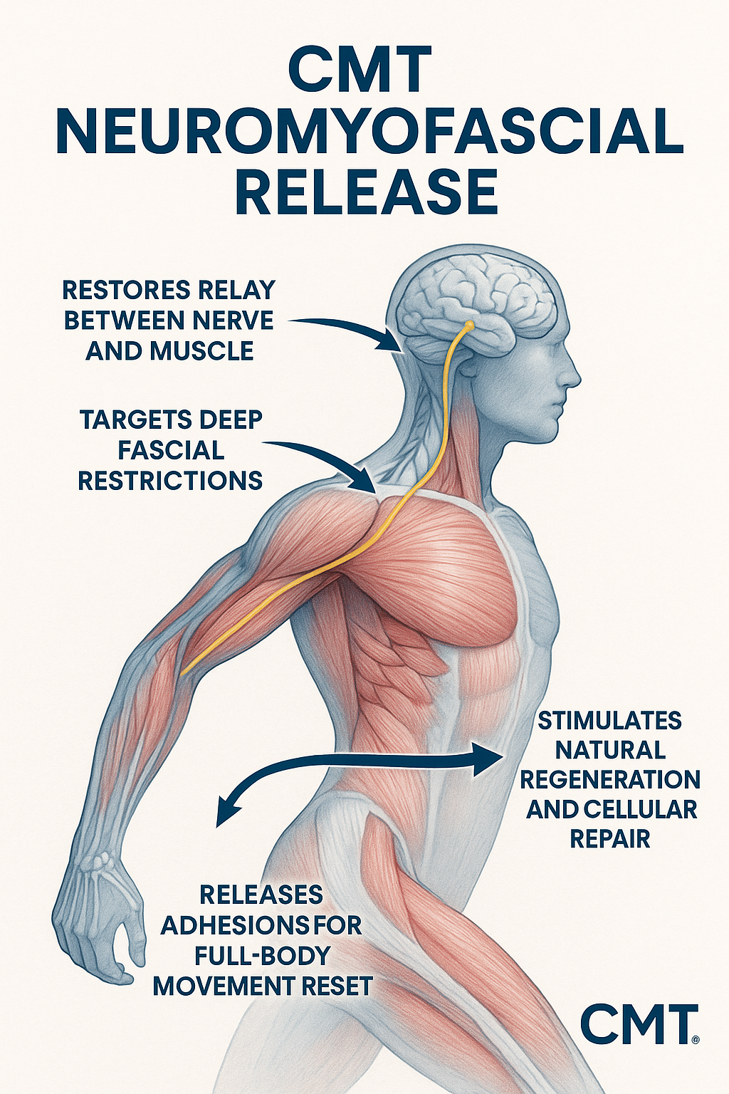 CMT neuromyofascial release diagram showing a side-view human figure with arrows and labeled muscle/nerve effects