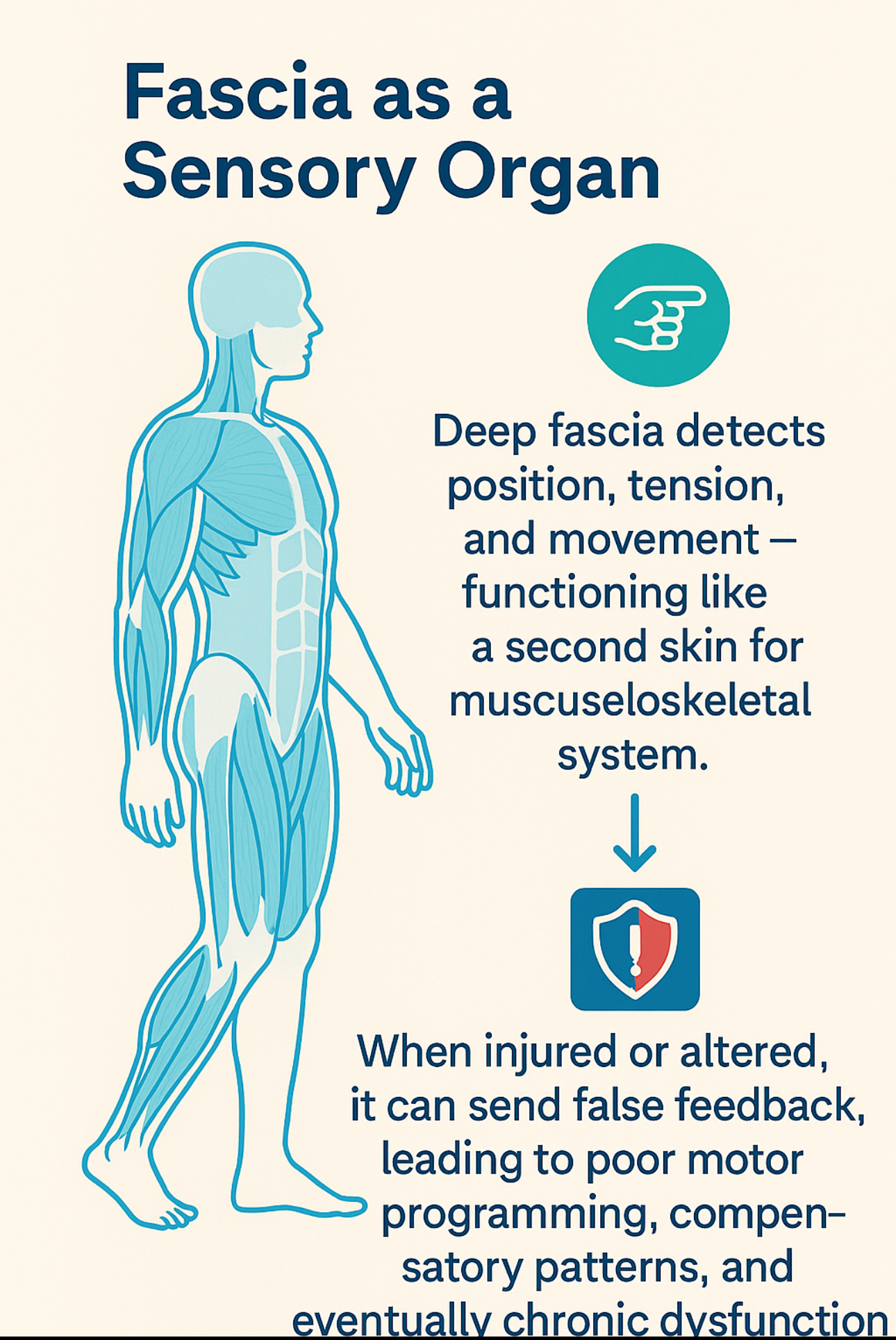 Infographic on fascia as a sensory organ, showing body outline and text on deep fascia, injury, and movement.