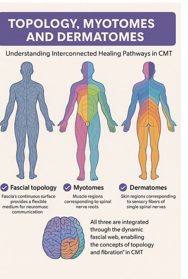 Infographic titled “Topology, Myotomes and Dermatomes” with human figures and labeled nerve/muscle maps.